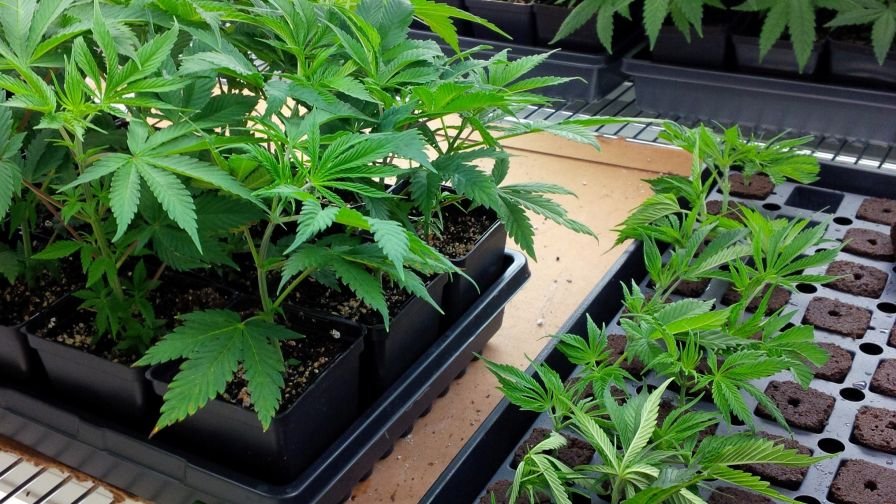 clone plants