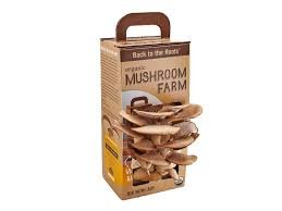 Custom Mushroom Boxes