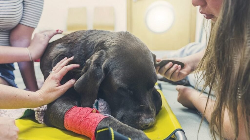 pet hospice