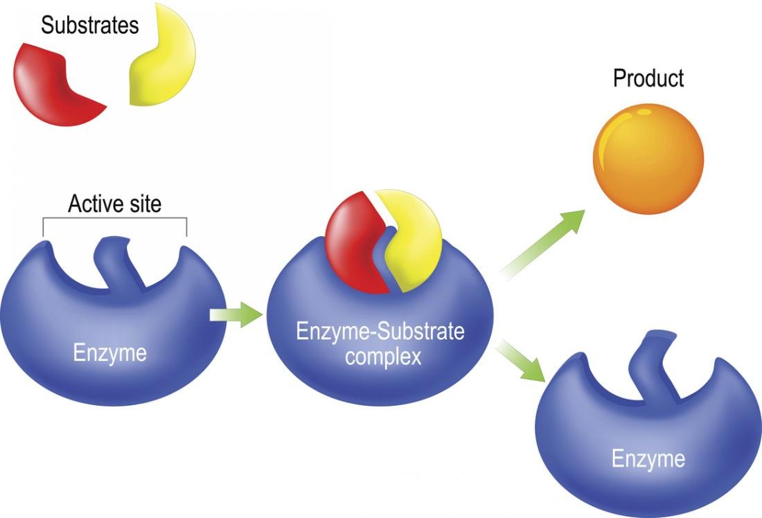 Enzymes Market