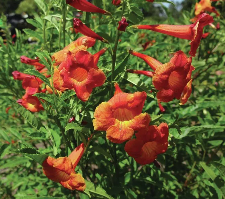 https://dogargardens.com/product/tecoma-orange-dwarf-plants/
