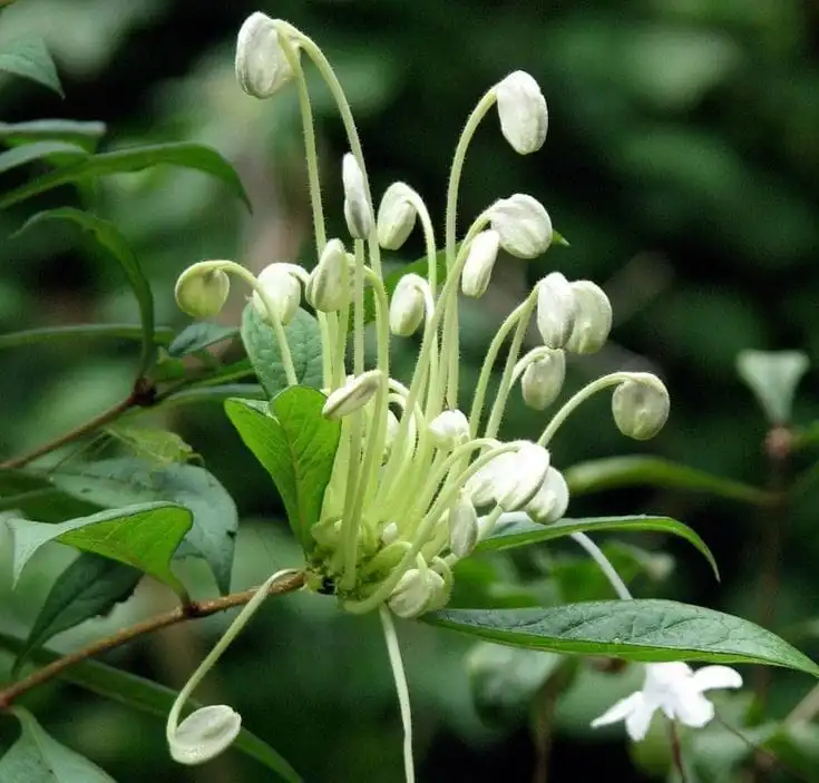 https://dogargardens.com/product/clerodendrum-incisum-musical-notes-plant/