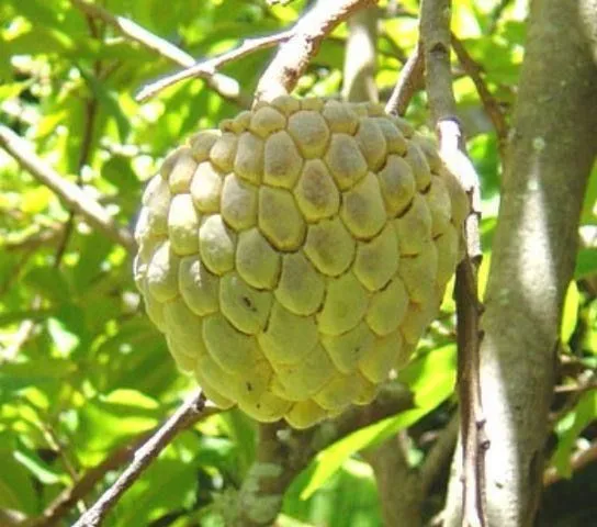https://dogargardens.com/product/custard-apple-trees/