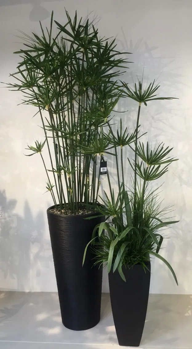 https://dogargardens.com/product/umbrella-palm-plants/