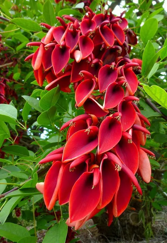 https://dogargardens.com/product/crista-galli-tree-cassia-cristata/