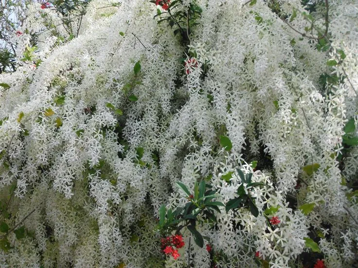 https://dogargardens.com/product/queens-hospital-white-shower-tree/