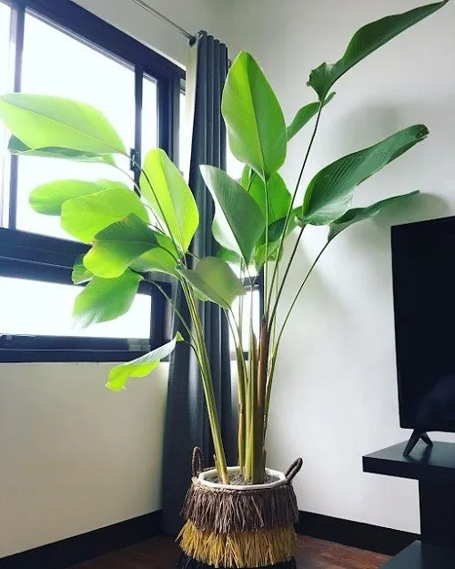 https://dogargardens.com/product/banana-palm-plants/