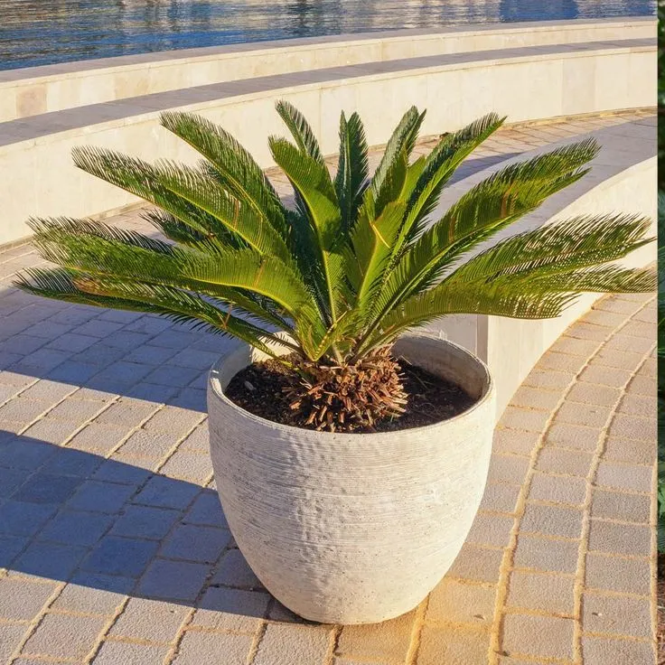 https://dogargardens.com/product/sago-palm-cycas-revoluta/