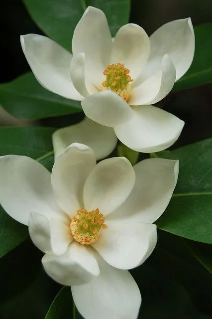 https://dogargardens.com/product/coco-magnolia-tree/