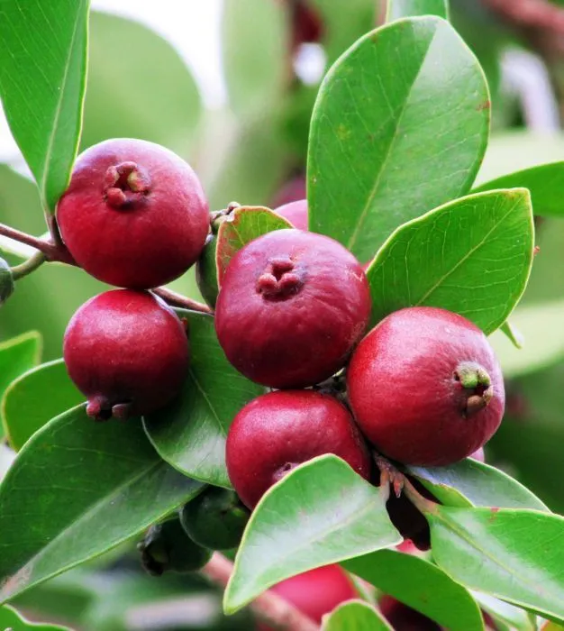 https://dogargardens.com/product/strawberry-guava-plant/