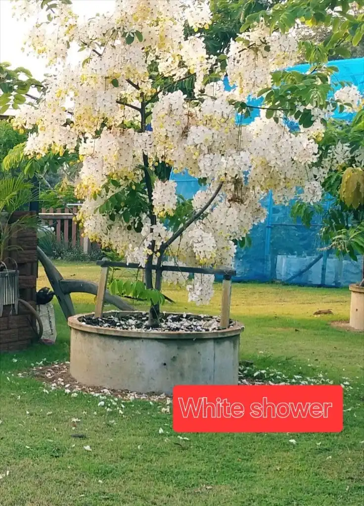 https://dogargardens.com/product/queens-hospital-white-shower-tree/