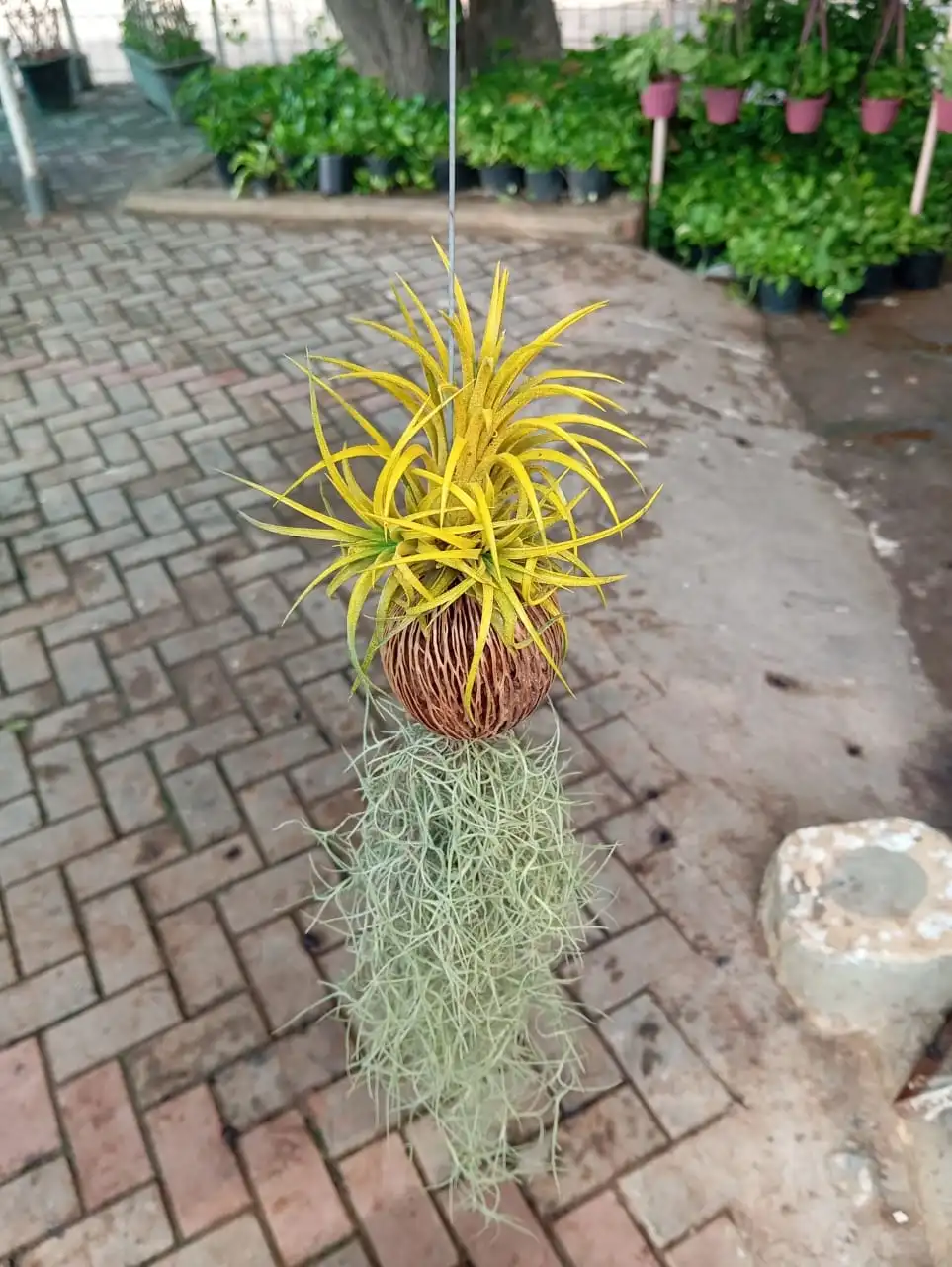 https://dogargardens.com/product/air-plants/