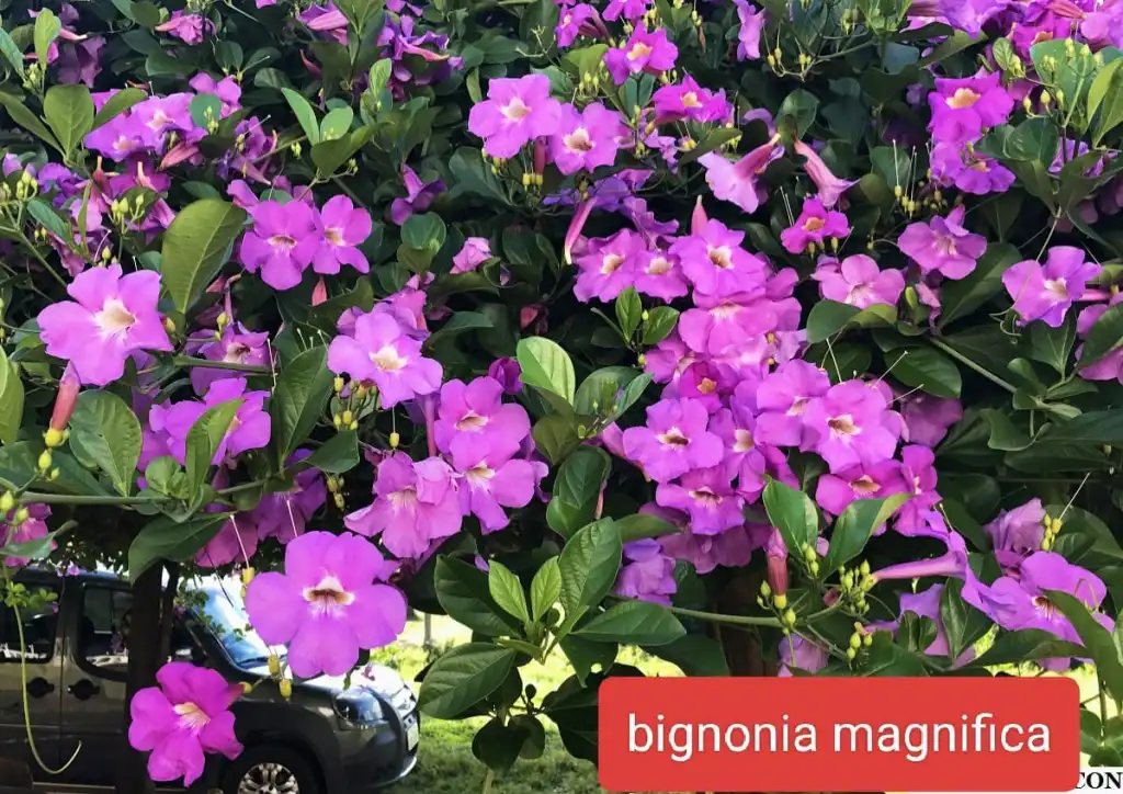 https://dogargardens.com/product/bignonia-magnifica-plants/