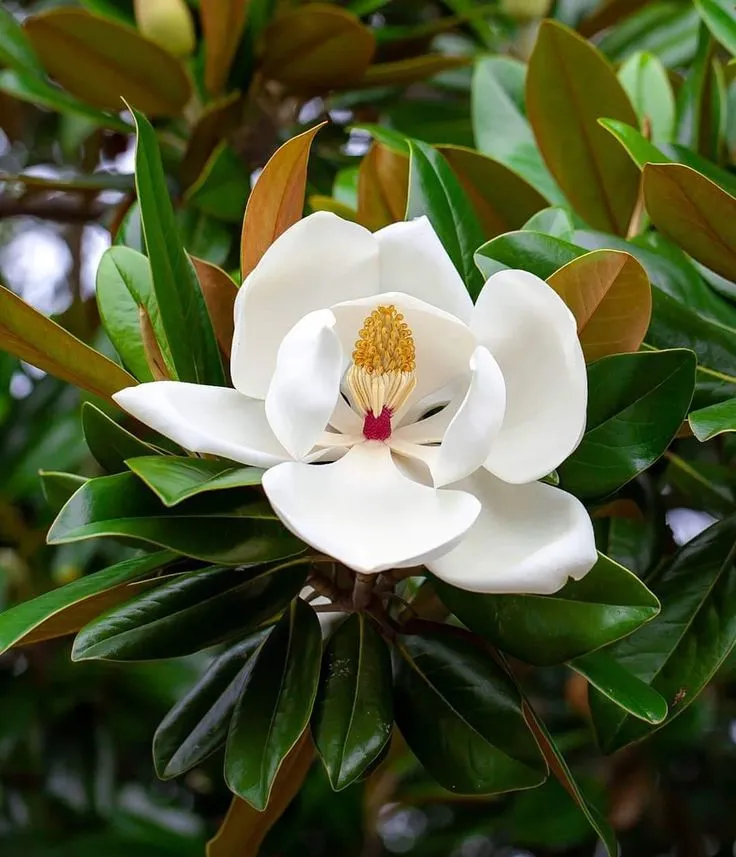 https://dogargardens.com/product/magnolia-grandiflora-southern-magnolia-plants/