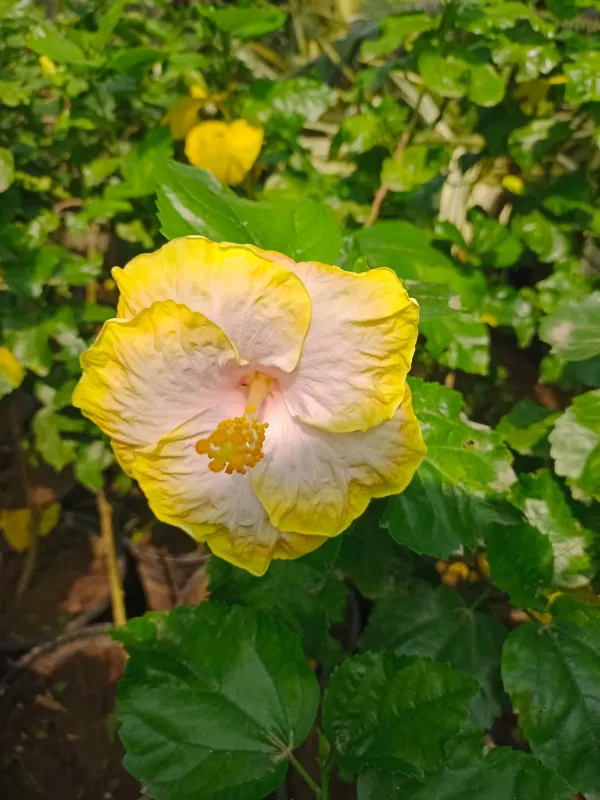https://dogargardens.com/product/grafted-habiscus-plant/