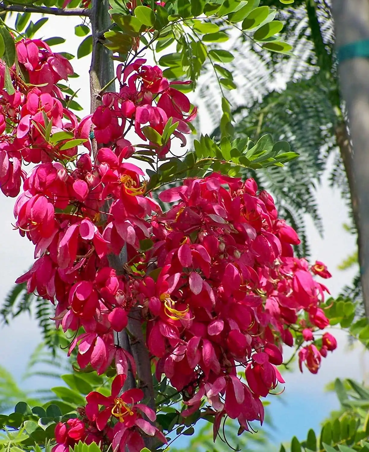 https://dogargardens.com/product/cassia-red-cassia-roxburghii/