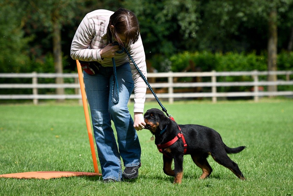 Dog Training Academy in Chicago