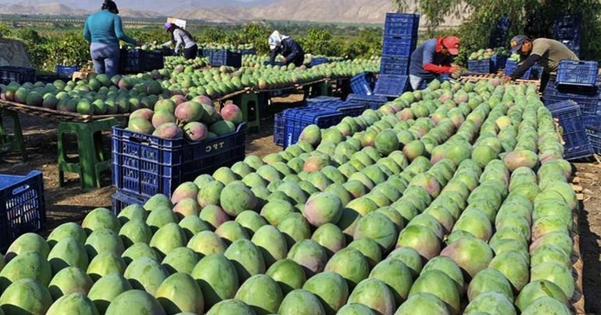 Mango Companies in Pakistan