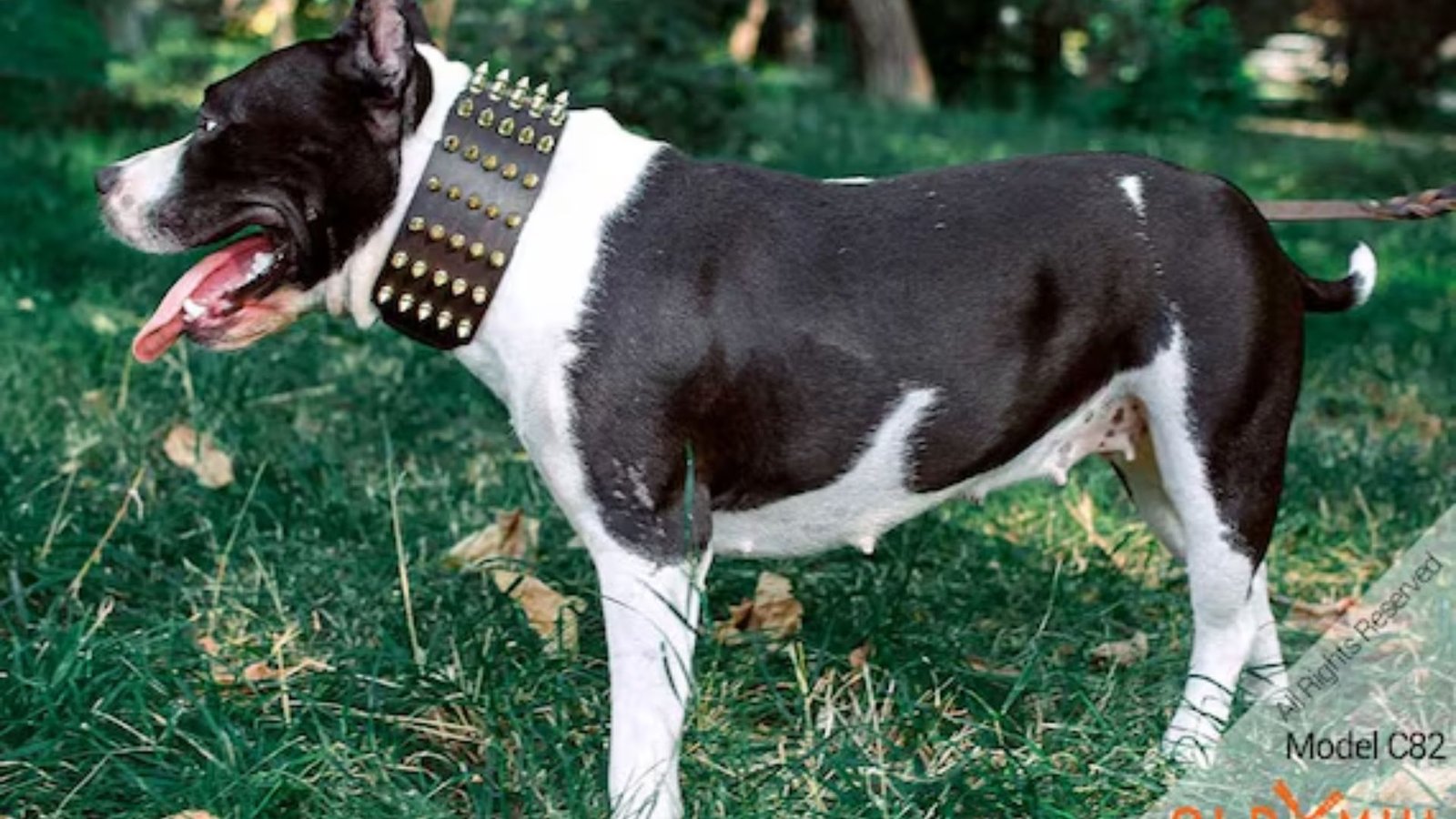 wide dog collars_
