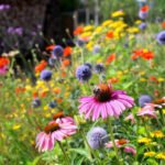 Garden irrigation Dubai